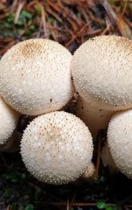 National Mushrooms Day