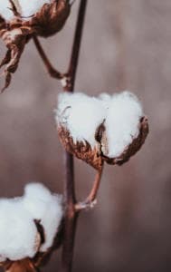 Cotton crop catastrophe: India's lowest output in 15 years
